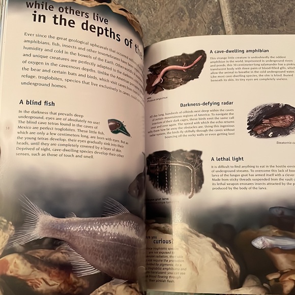 7 “so many ways” books with birds, reptiles, animals etc - Picture 9 of 12